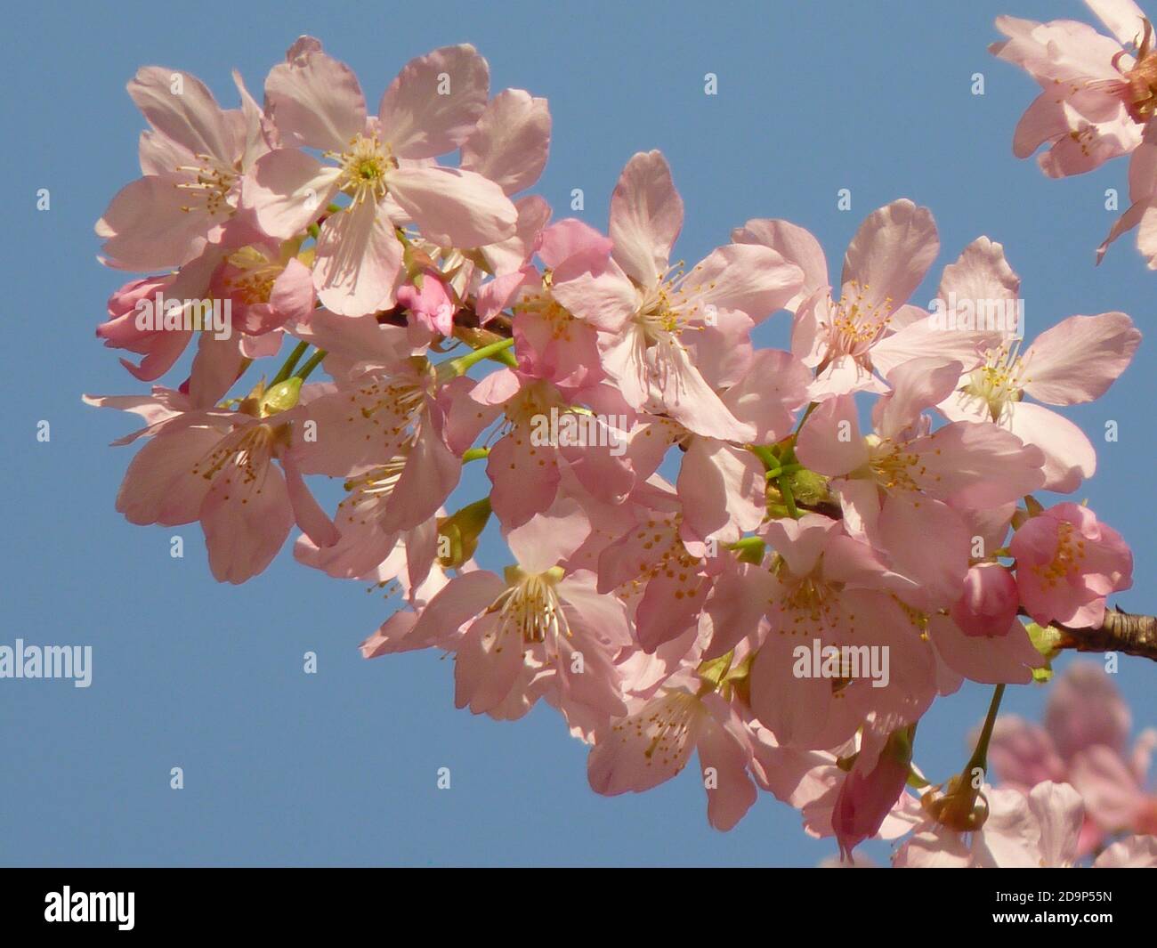 Beautiful shot of cherry blossoms on a sky background Stock Photo - Alamy