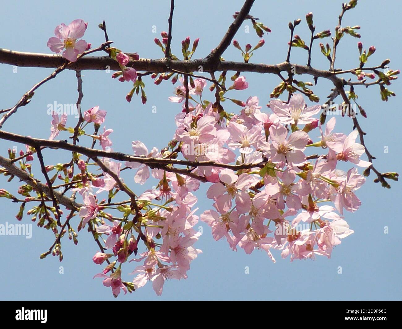 Beautiful shot of cherry blossoms on a sky background Stock Photo - Alamy