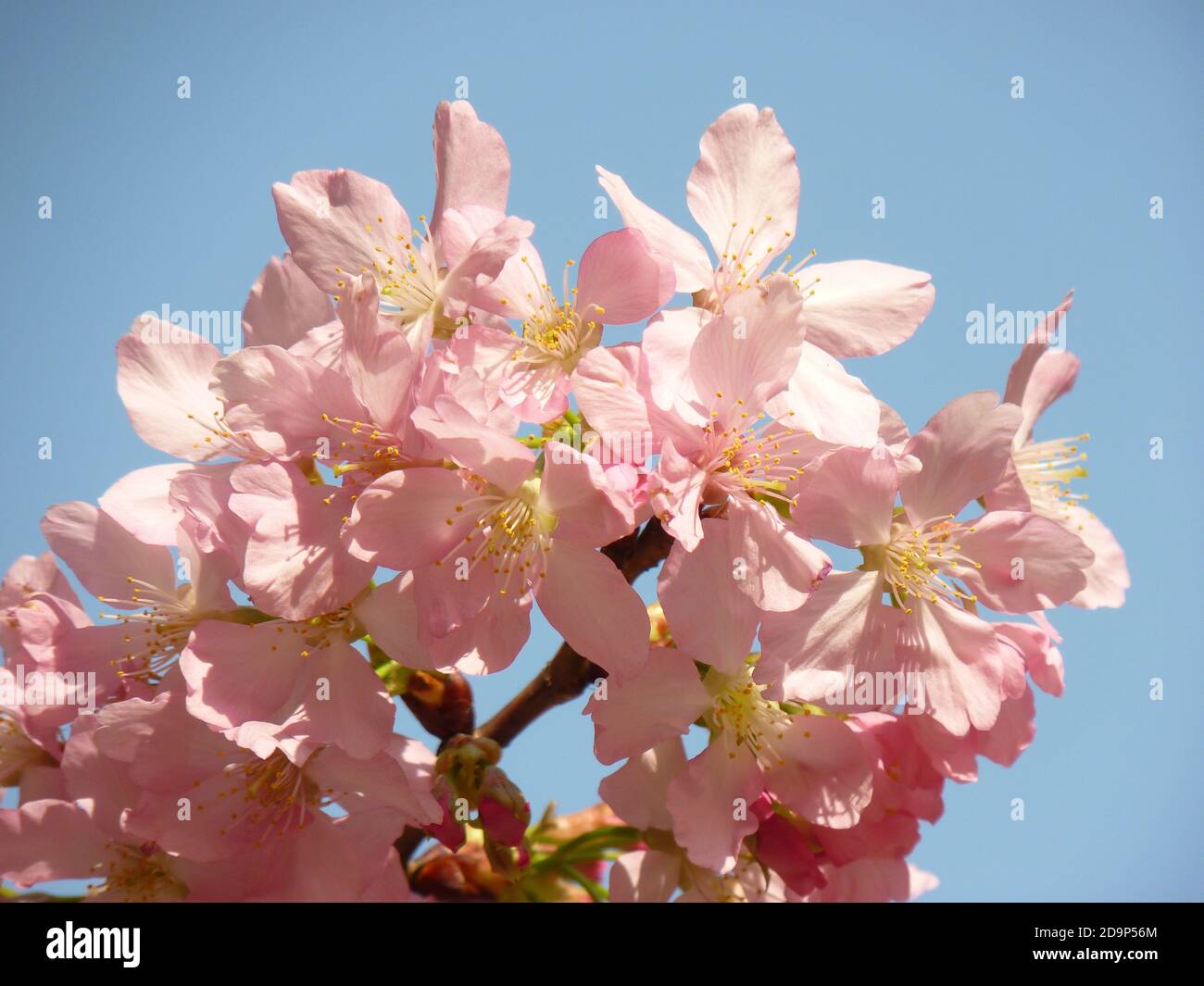 Beautiful shot cherry tree hi-res stock photography and images - Alamy