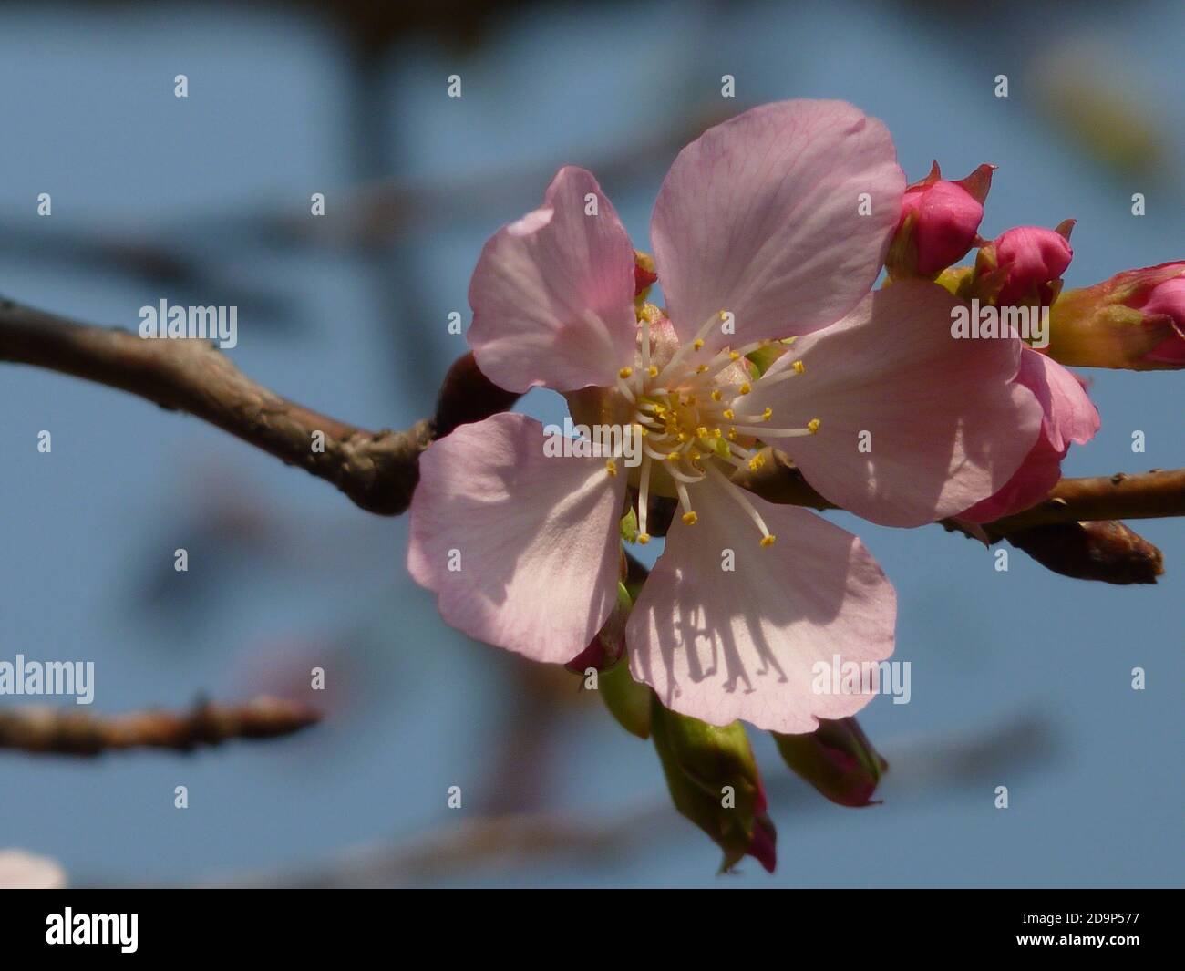 Beautiful shot cherry tree hi-res stock photography and images - Alamy