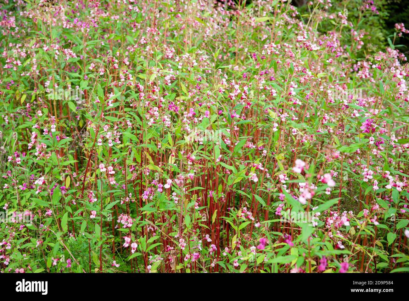Glandular balsam Impatiens glandulifera Stock Photo
