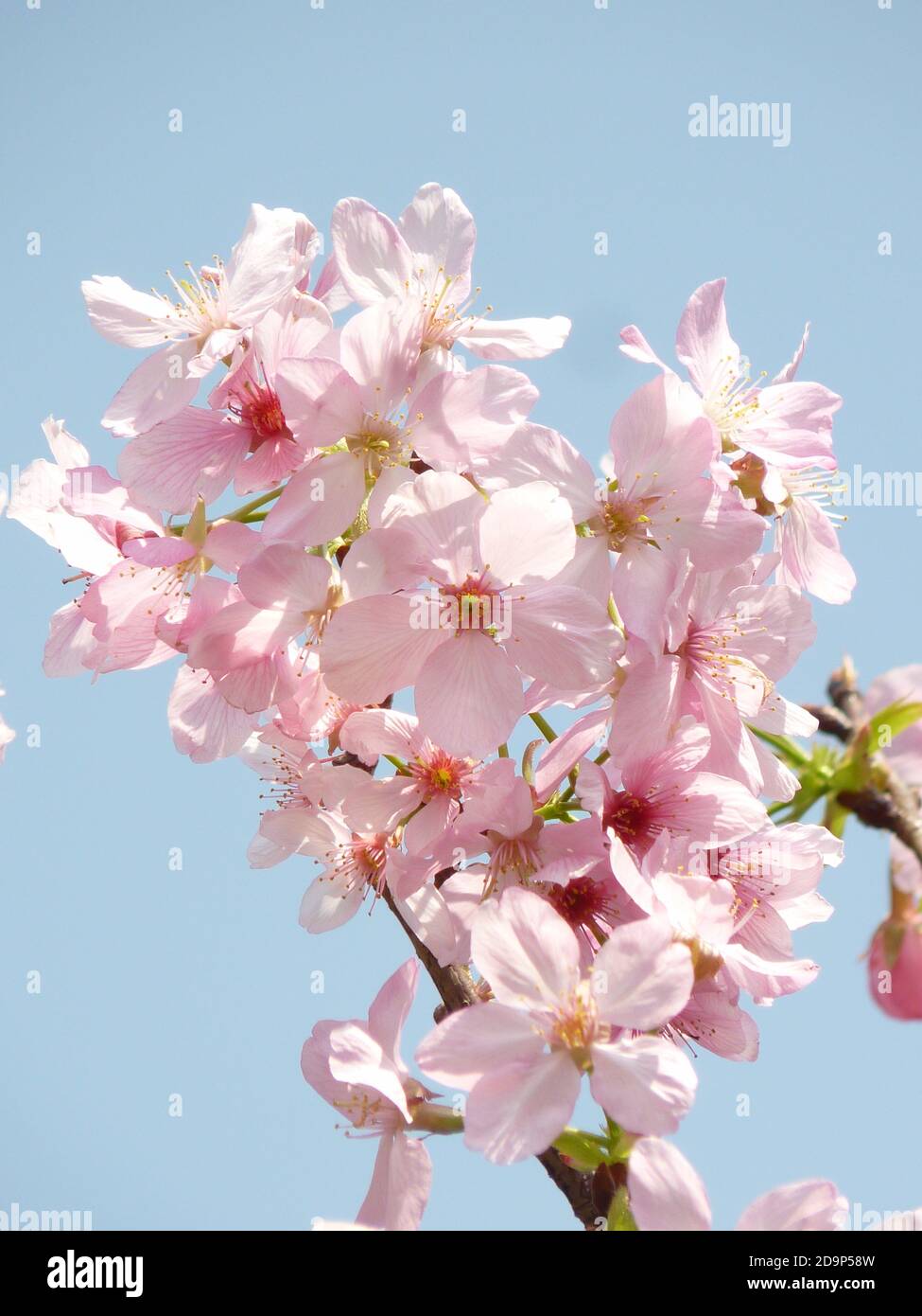 Beautiful shot of cherry blossoms on a sky background Stock Photo - Alamy