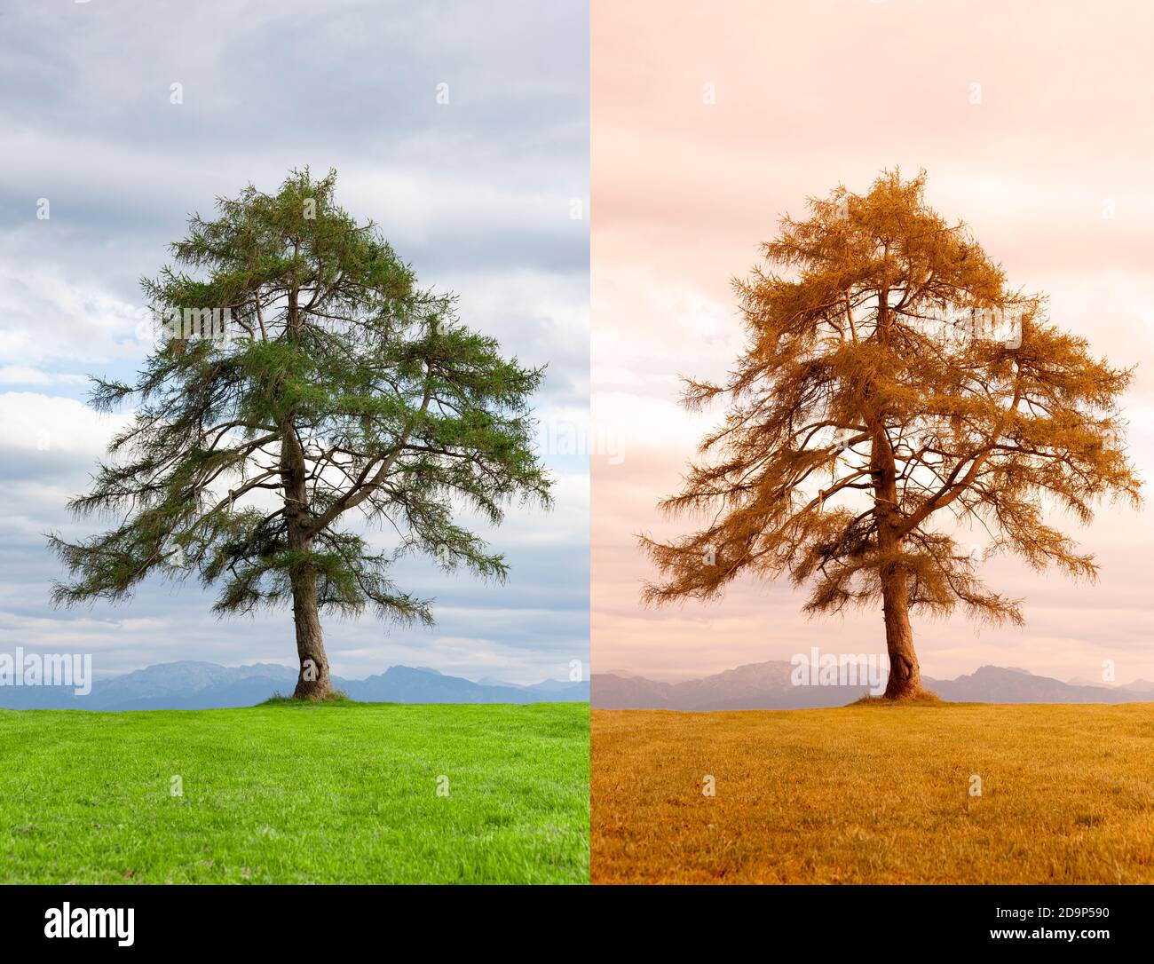 Tree in the change of seasons from summer to autumn Stock Photo