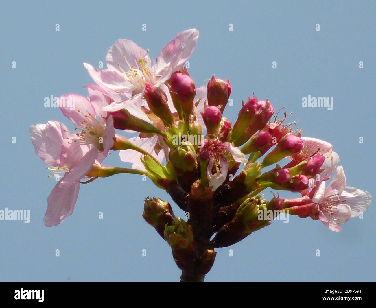 Beautiful shot of cherry blossoms on a sky background Stock Photo - Alamy