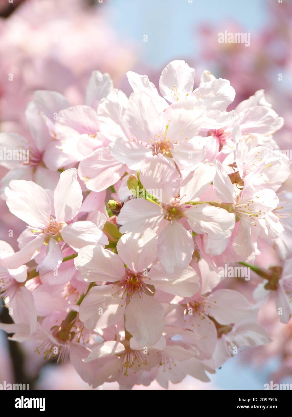 Beautiful shot of cherry blossoms on a sky background Stock Photo - Alamy
