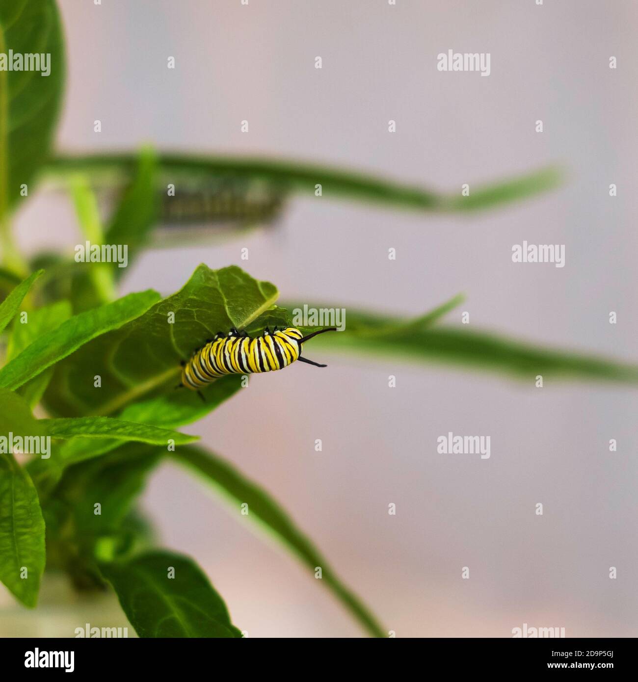 A fostered Monarch caterpillar, Danaus plexippus, feeding on swamp milkweed, asclepias,'Cinderella' inside a butterfly cage. Kansas, USA. Stock Photo