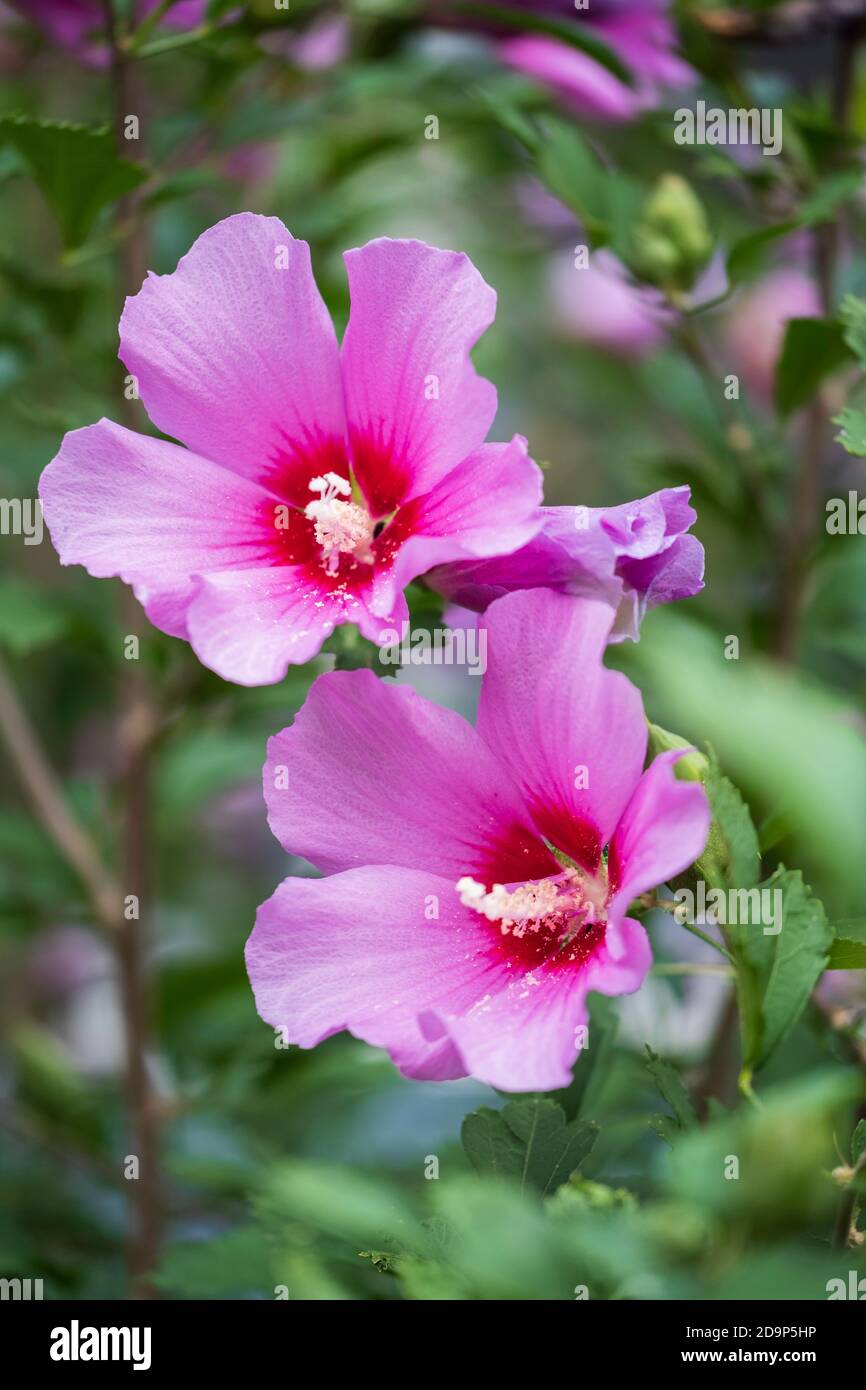 Two pink Hibiscus syriacus althea, Rose of Sharon, with another opening bloom. USA Stock Photo