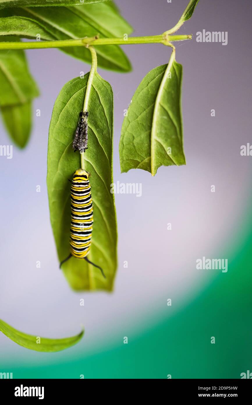 A fostered Monarch caterpillar shedding skin during fifth instar, resting on Swamp milkweed, inside a butterfly  cage.  Asclepias, 'Cinderella'. USA Stock Photo