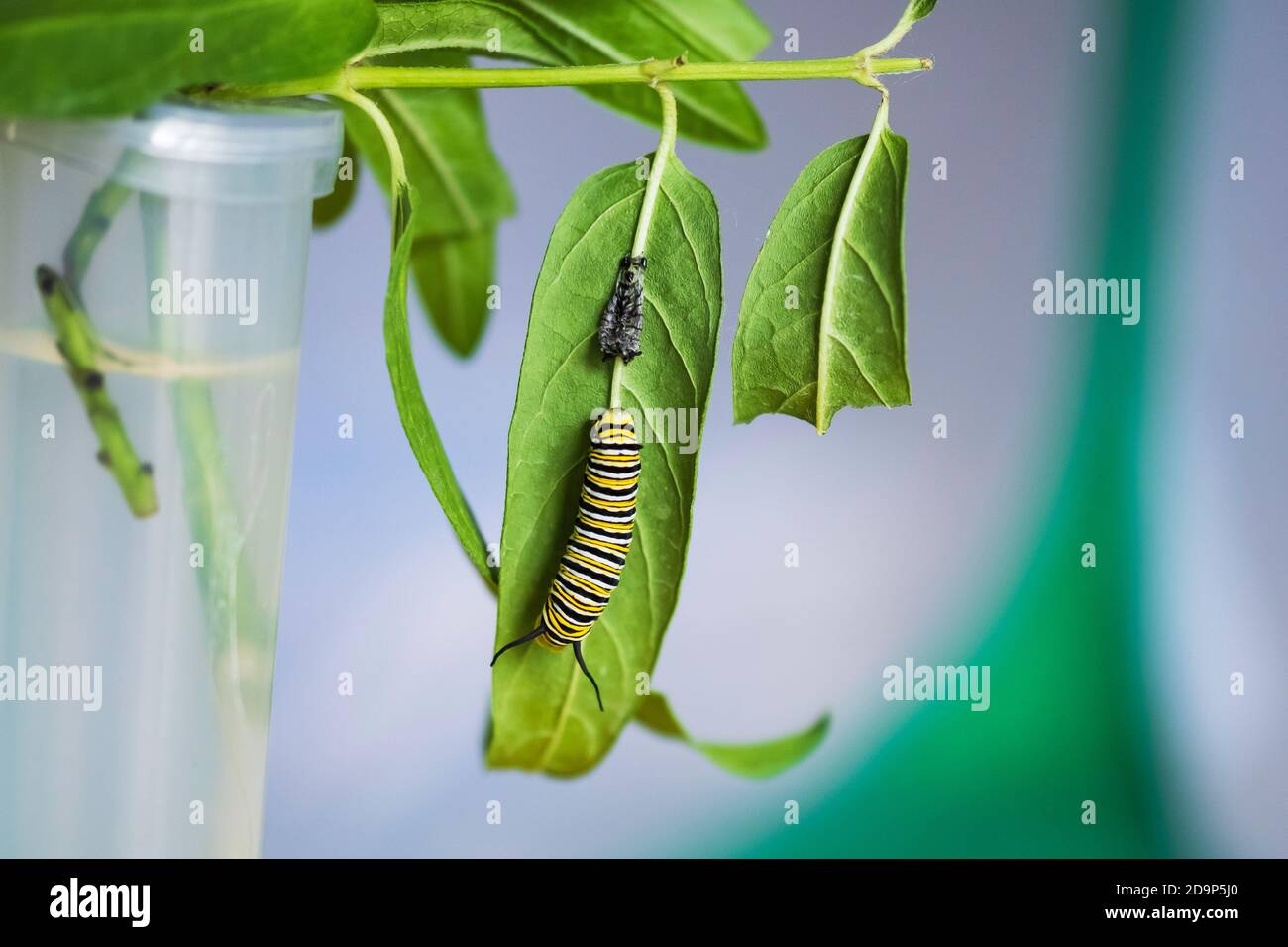 A fostered Monarch caterpillar shedding skin during fifth instar, resting on Swamp milkweed, inside a butterfly  cage.  Asclepias, 'Cinderella'. USA Stock Photo