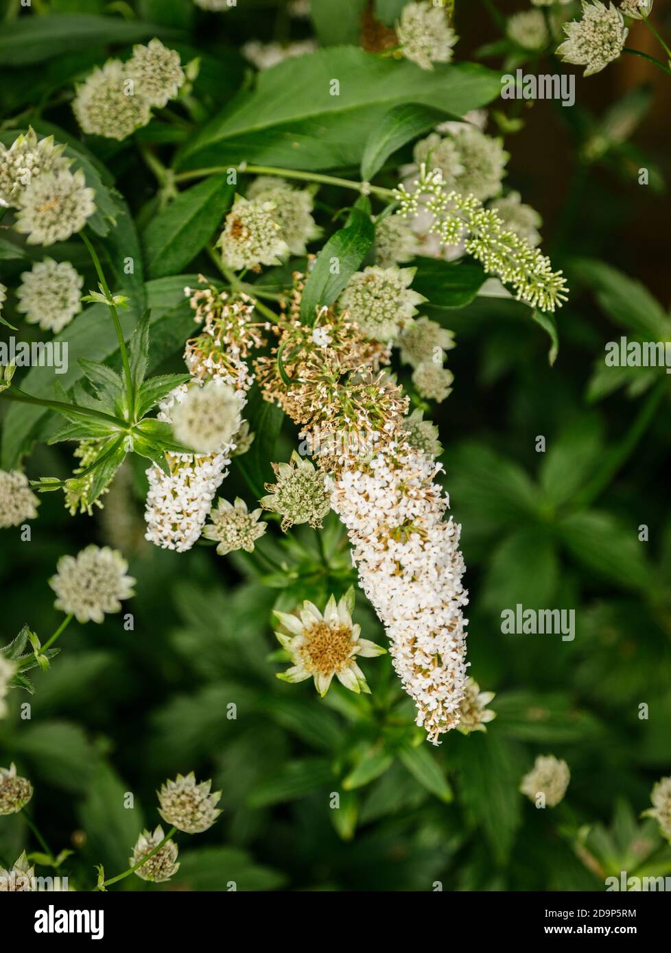 Flowers of the star umbel and butterfly lilac Stock Photo