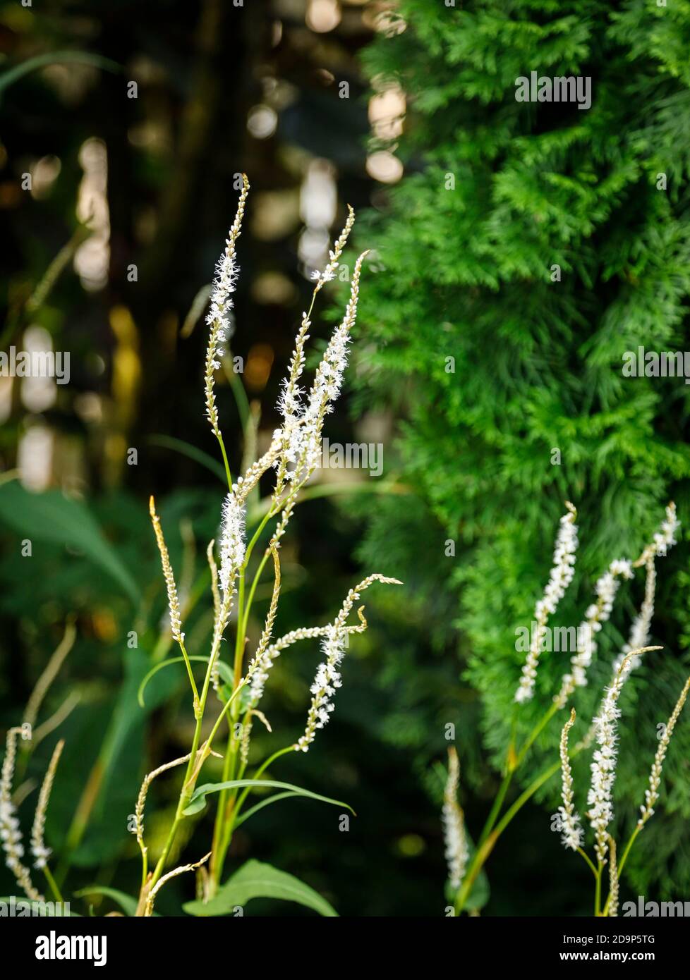 White flowers of the candle knotweed Stock Photo
