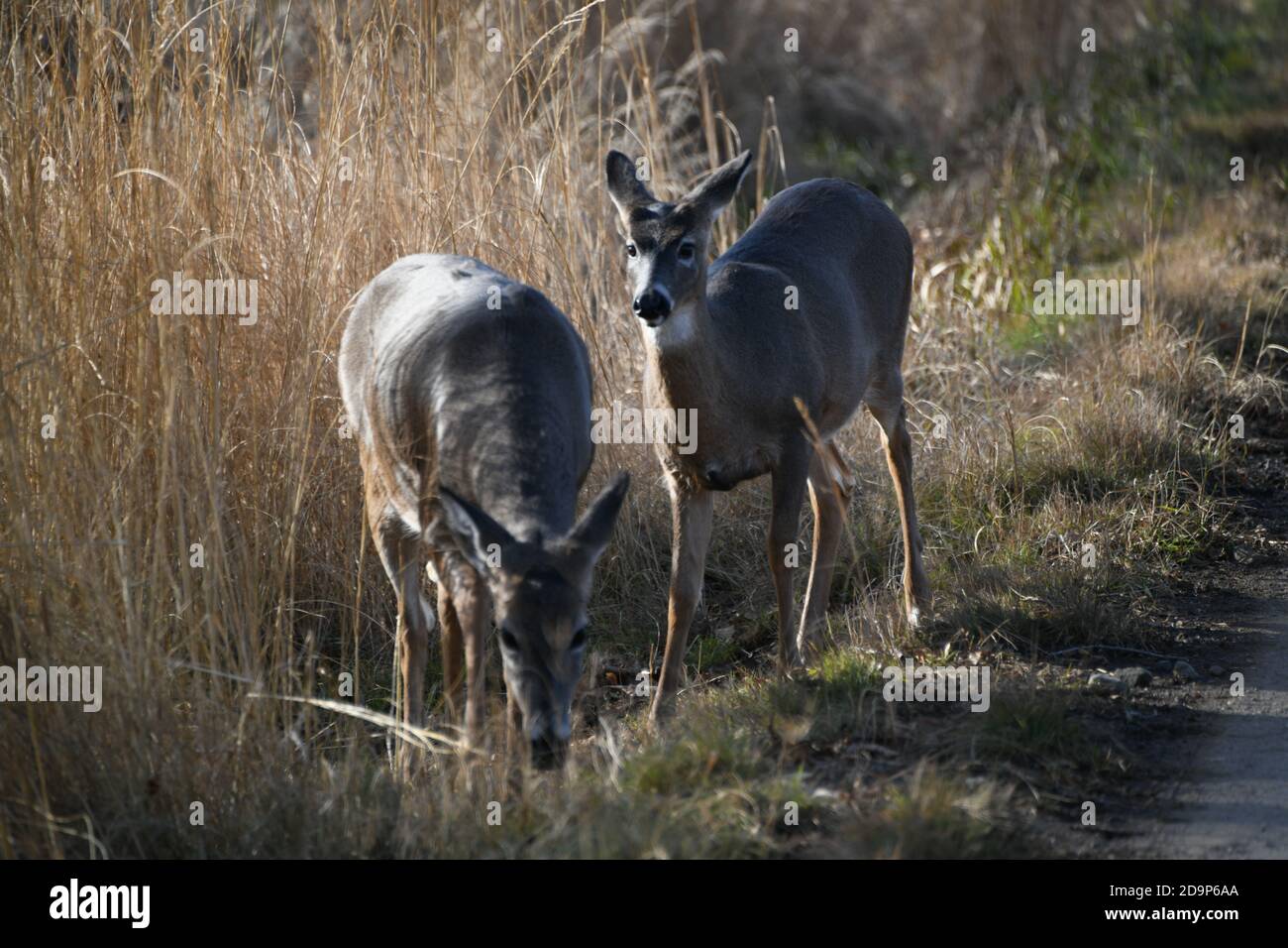 Wild deer, beside tall dried grass, living by the Mission Marsh Area in Thunder Bay Northwestern Ontario, Canada. Stock Photo