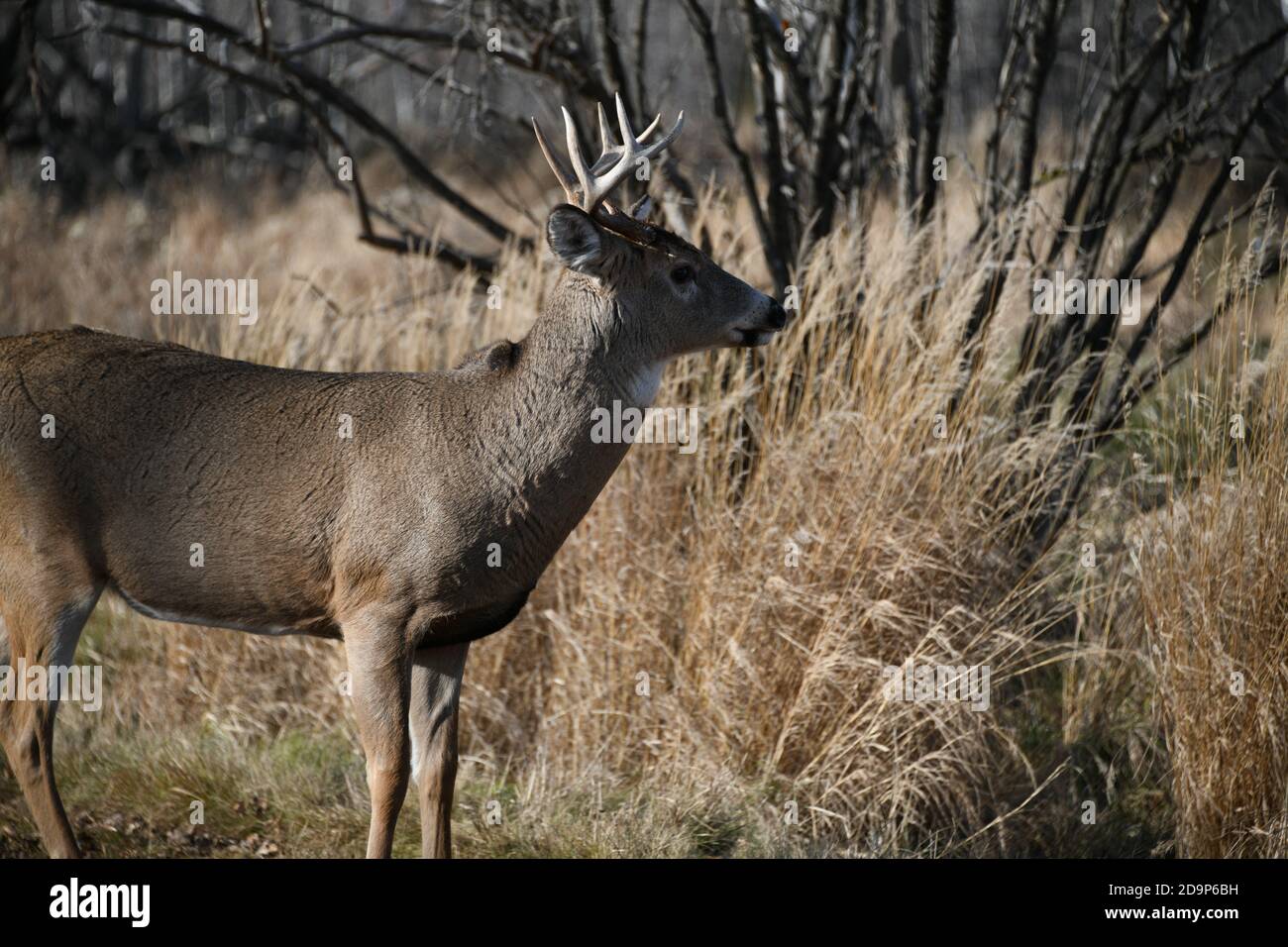 Wild male deer living by the Mission Marsh Area in Thunder Bay Ontario, Canada. Stock Photo