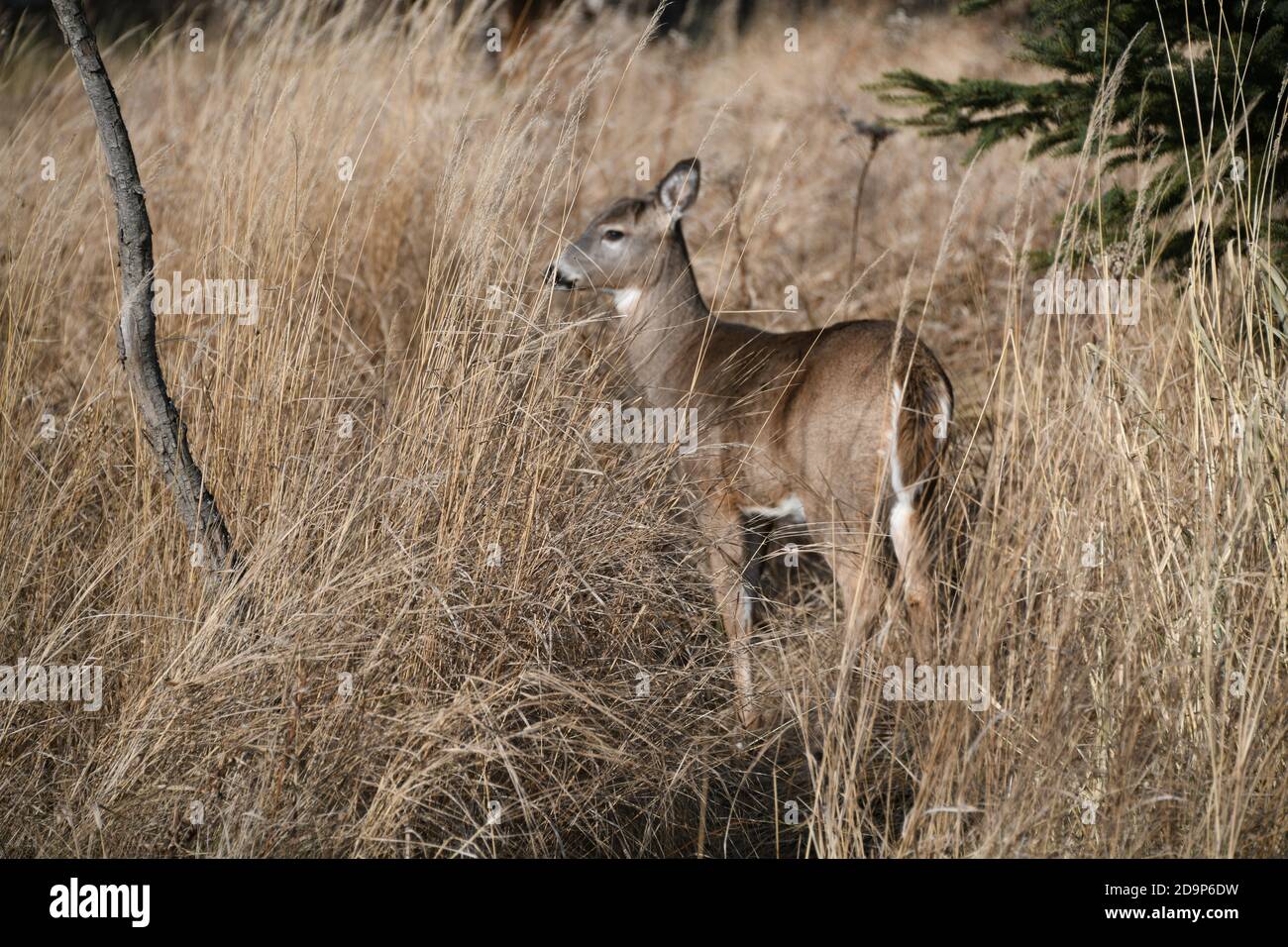 Wild deer living by the Mission Marsh Area in Thunder Bay Ontario, Canada. Stock Photo