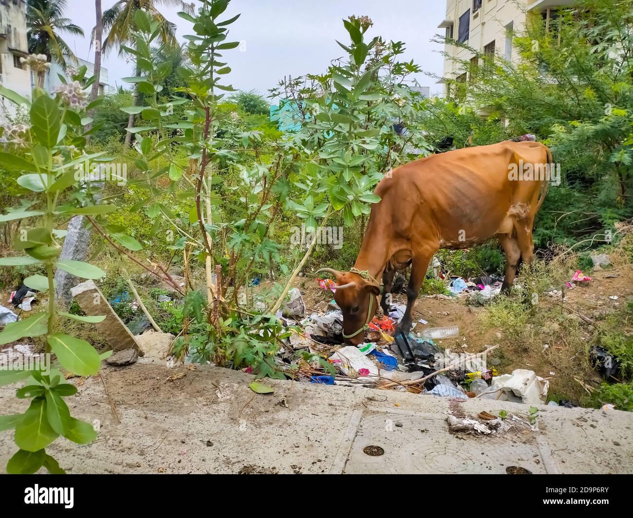 Cow eating plastic bag hires stock photography and images Alamy