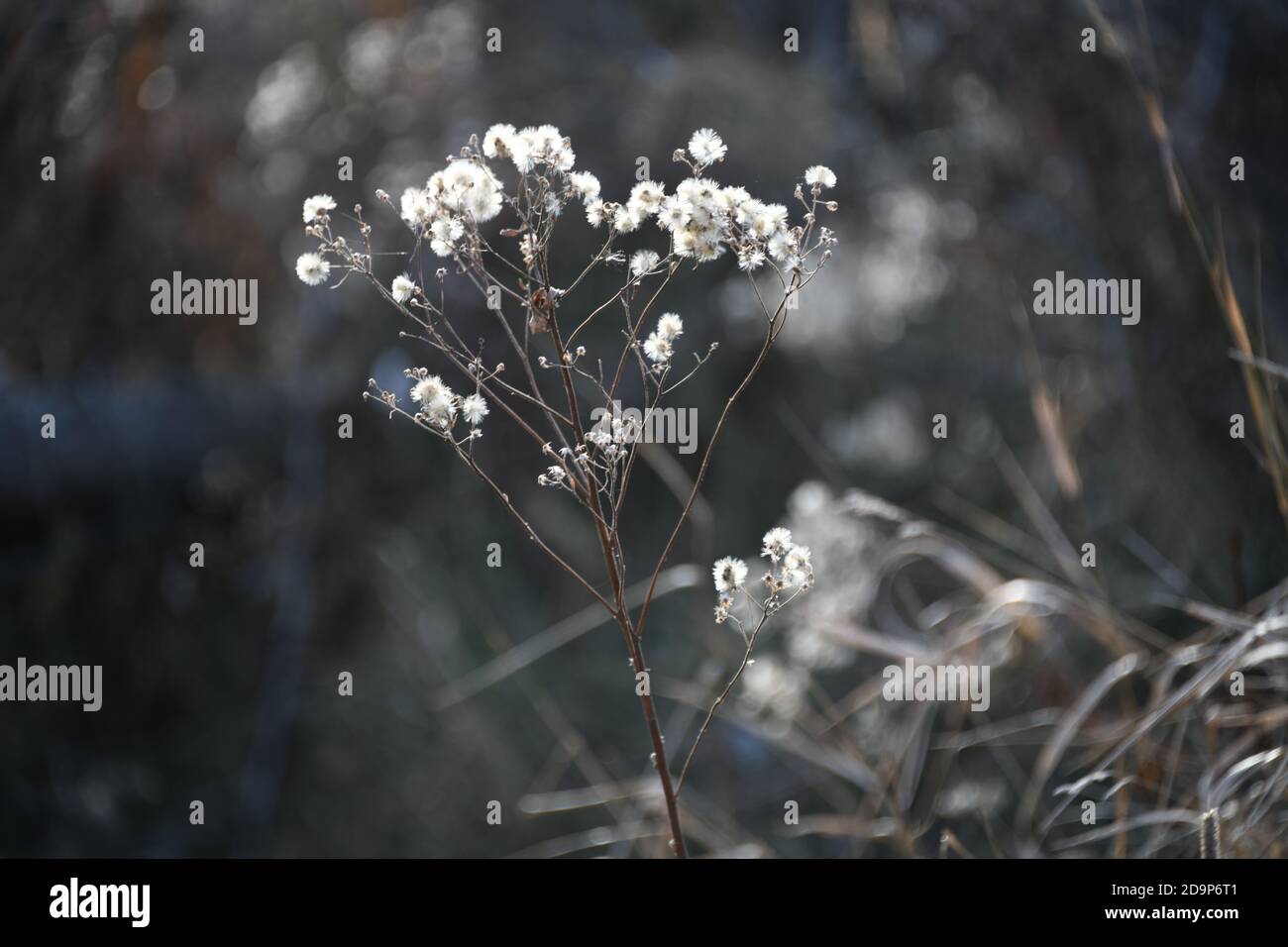 Dry white flowers caught in the suns rays by Mission Marsh, Thunder Bay, Northwestern Ontario, Canada, North America. Stock Photo