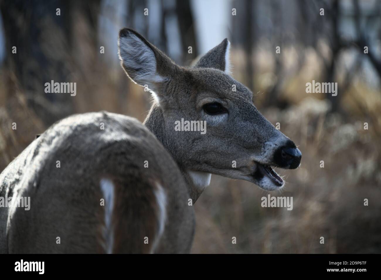 Doe calling near Mission Marsh, Thunder Bay, Ontario, Canada, North ...