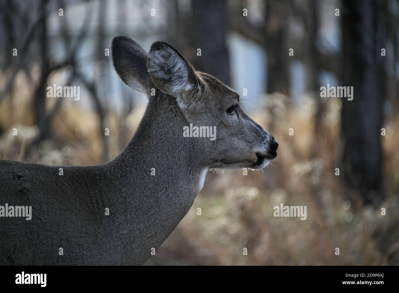Deer near Mission Marsh on the edge of Thunder Bay, Northwestern Ontario, Canada, North America. Stock Photo