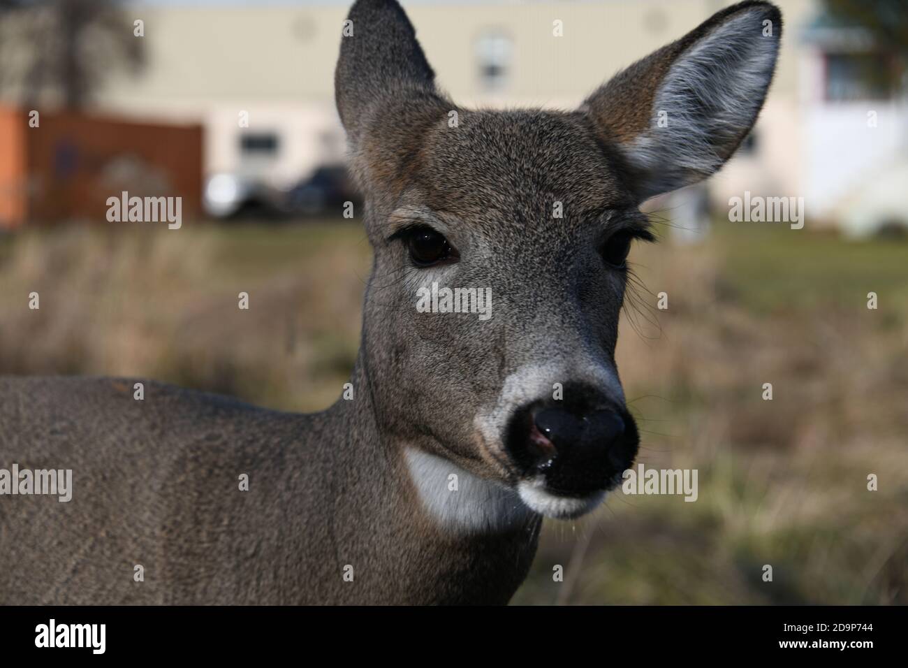 Head of a Deer at the edge of Thunder Bay, Ontario, Canada, in 2020. Stock Photo