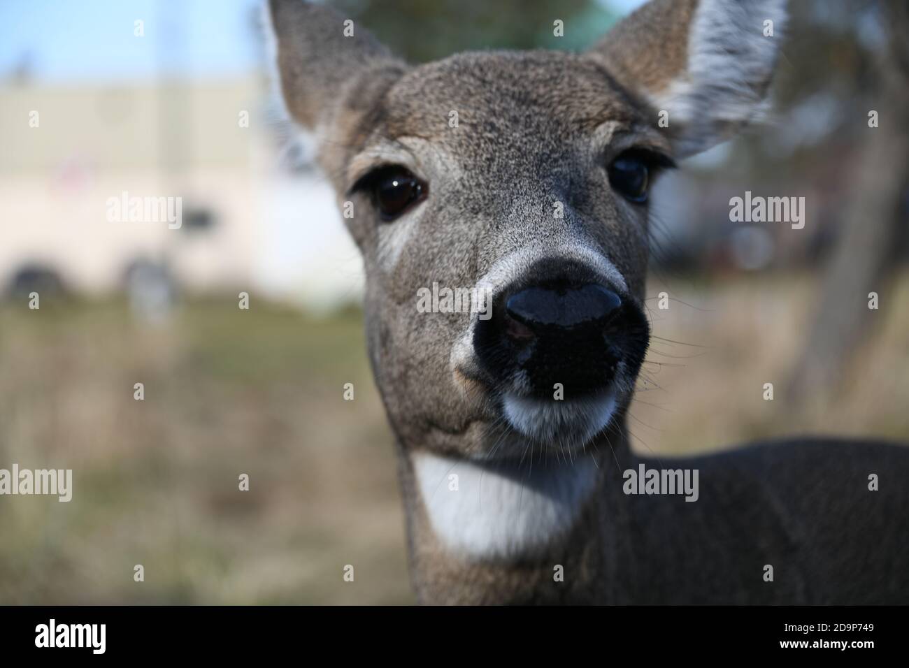 Head of a Deer at the edge of Thunder Bay, Ontario, Canada, in 2020. Stock Photo