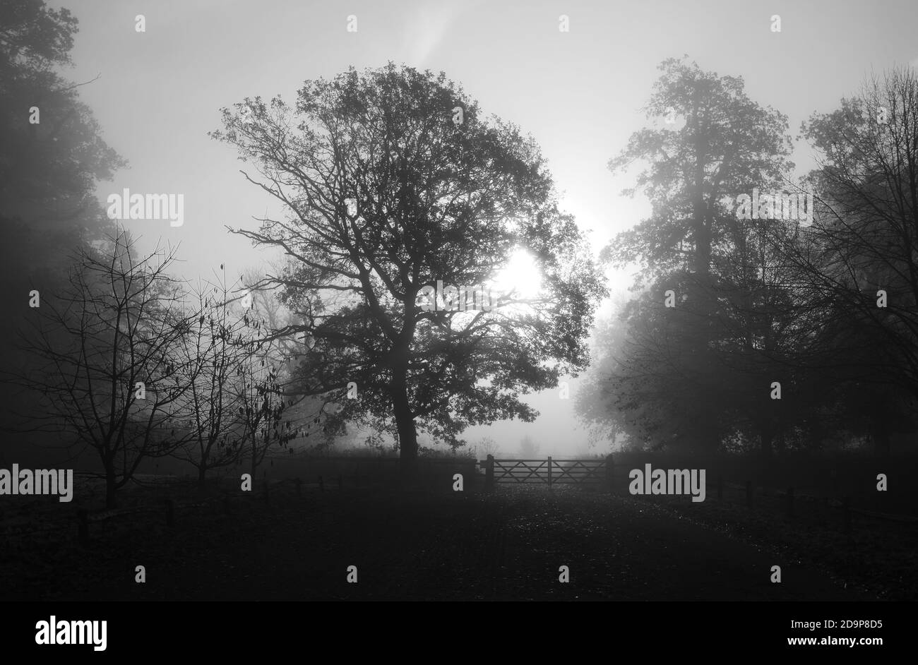 trees in fog in black and white Stock Photo - Alamy