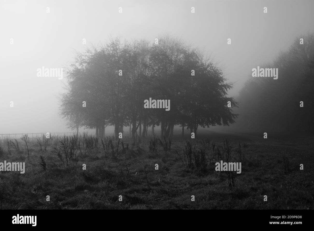 trees in fog in black and white Stock Photo - Alamy