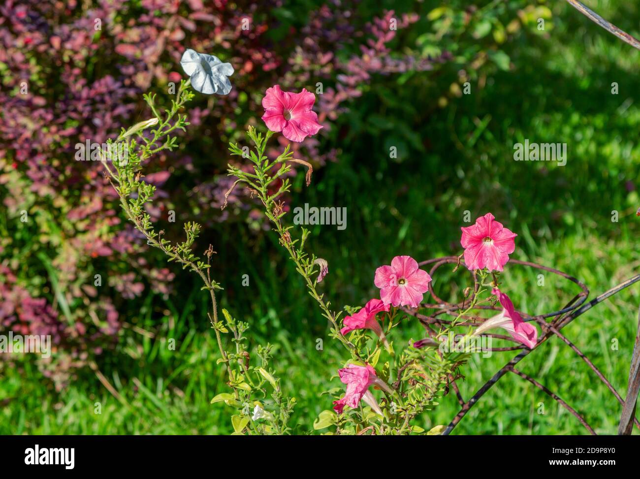 Beautiful blooming wild petunia with pink and white flowers, growing on the meadow Stock Photo