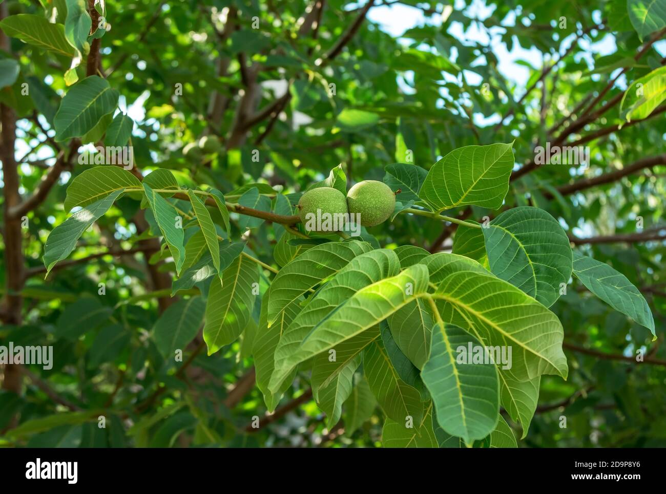 Fresh green walnuts growing on a tree branch in a garden. Nature