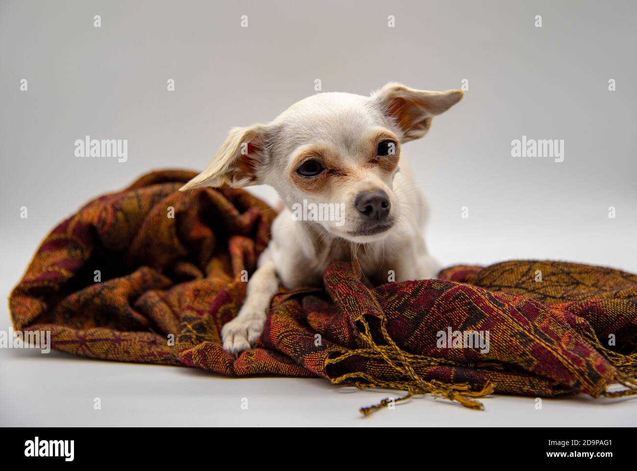 A small white dog with big ears and sad eyes, lies on a brown patterned