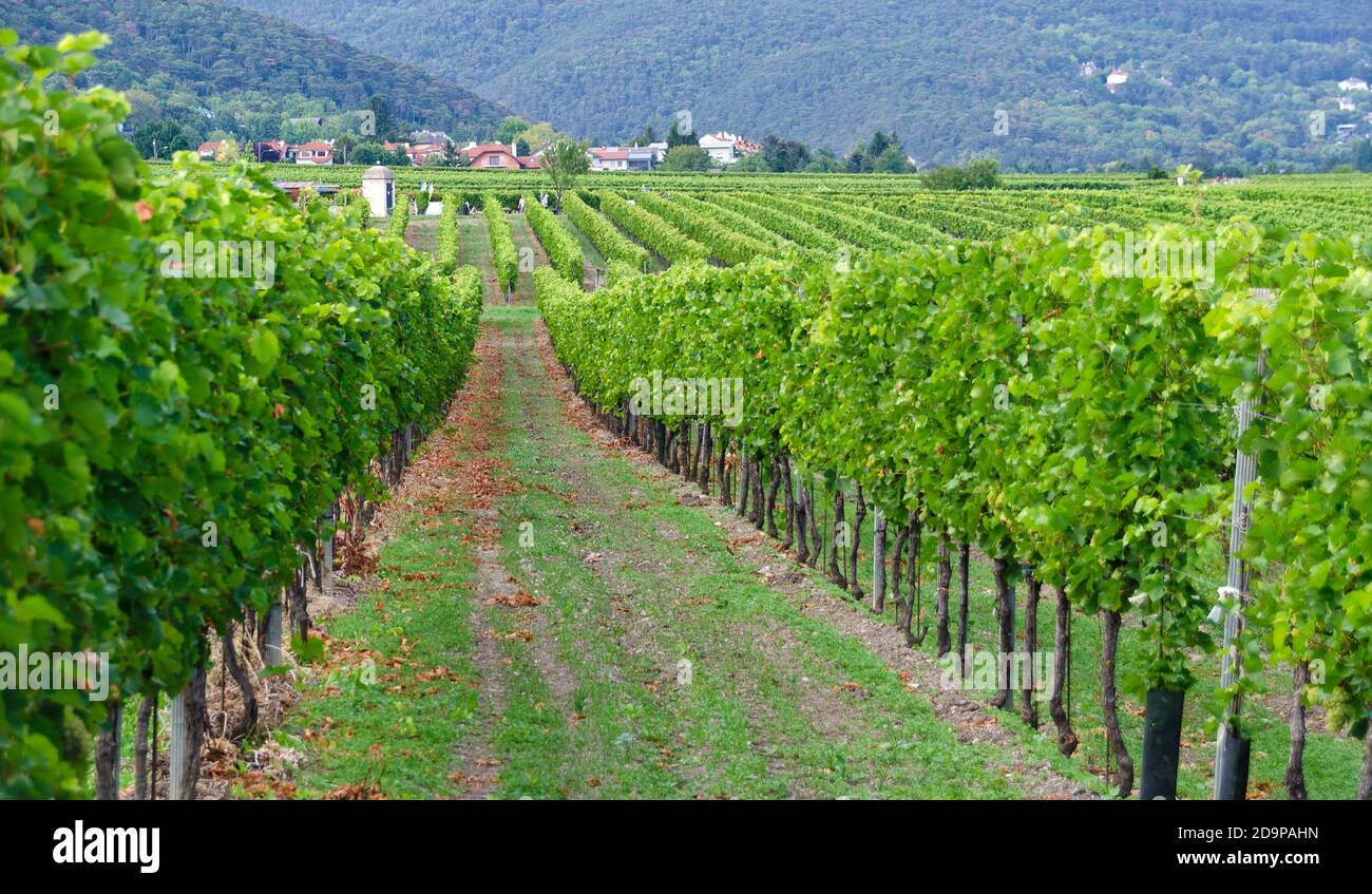 panoramic view across the rows of grapevines of vineyards at Sooss, Austria Stock Photo