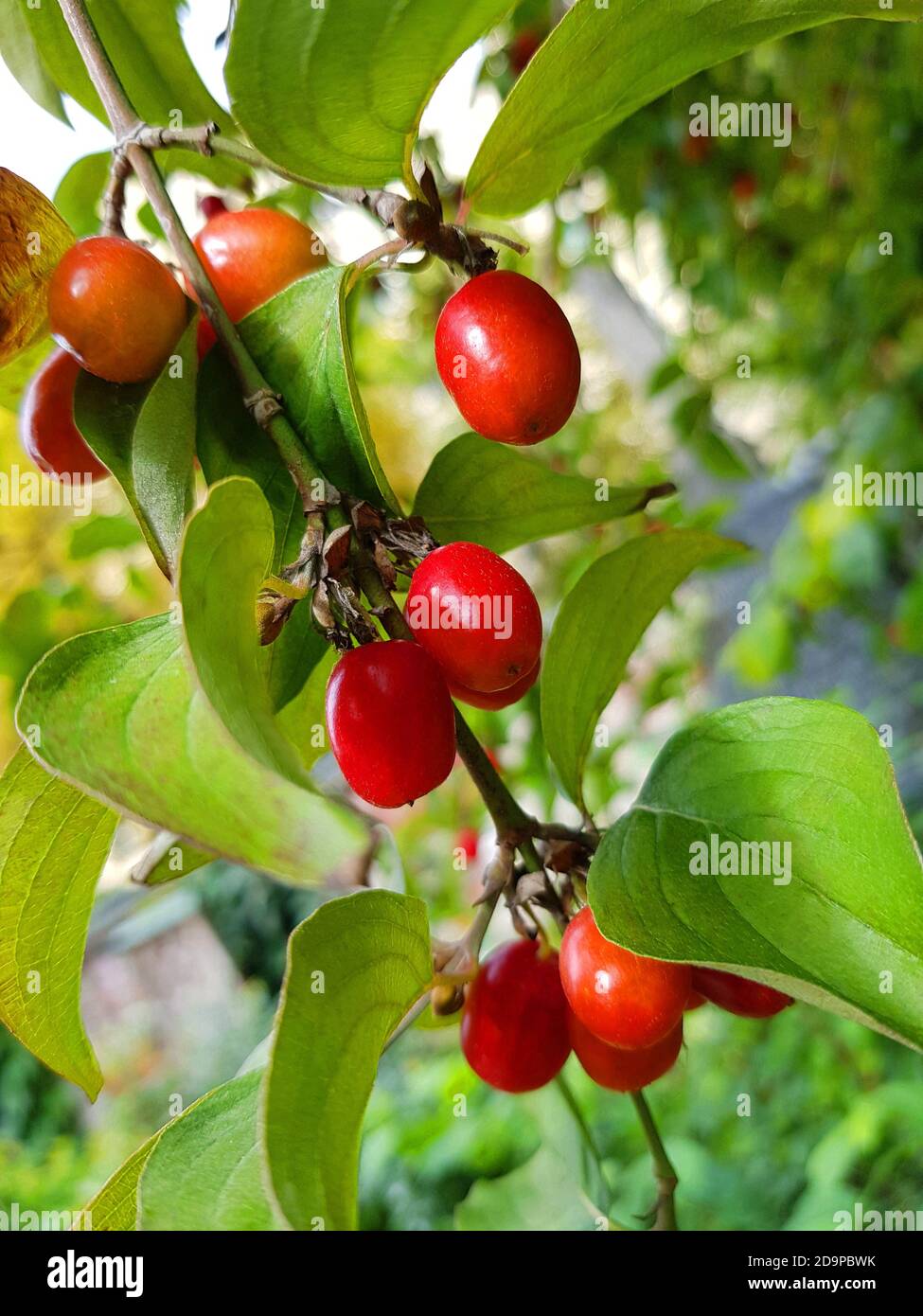 Fruit, cornel, (Cornus mas), shrub, use for food and drink, syrup, jelly, jam Stock Photo