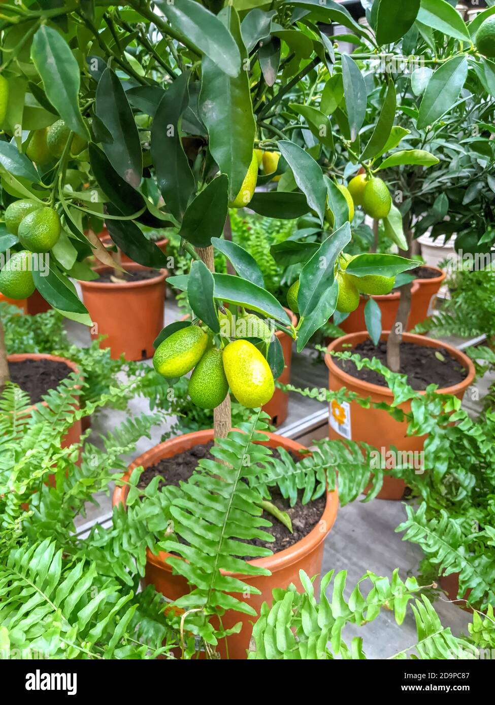 lemon tree in a pot with young fruits. mobile photo Stock Photo Alamy