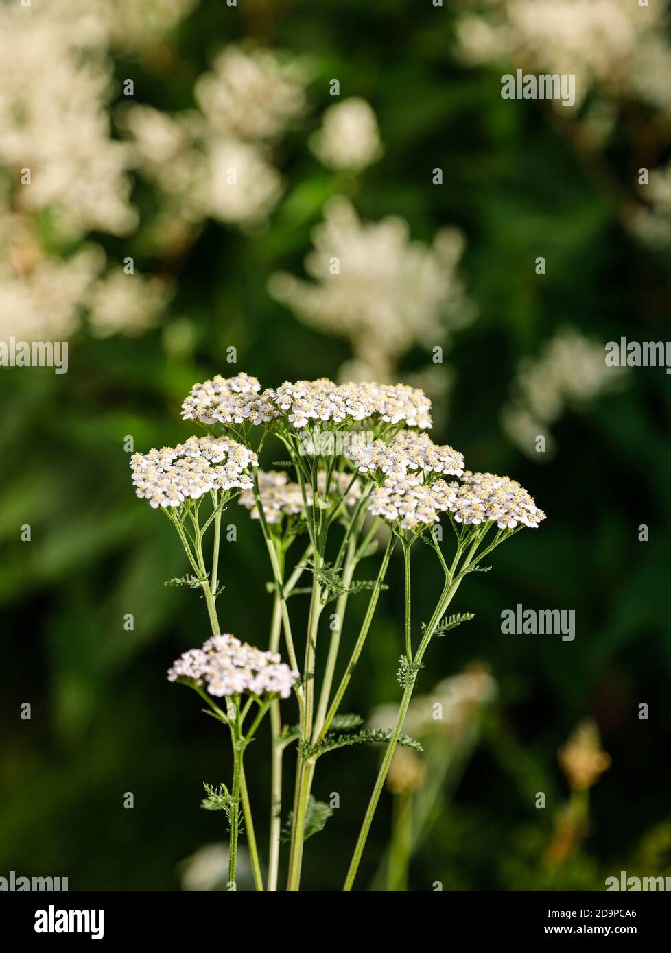 Yarrow flowers Stock Photo