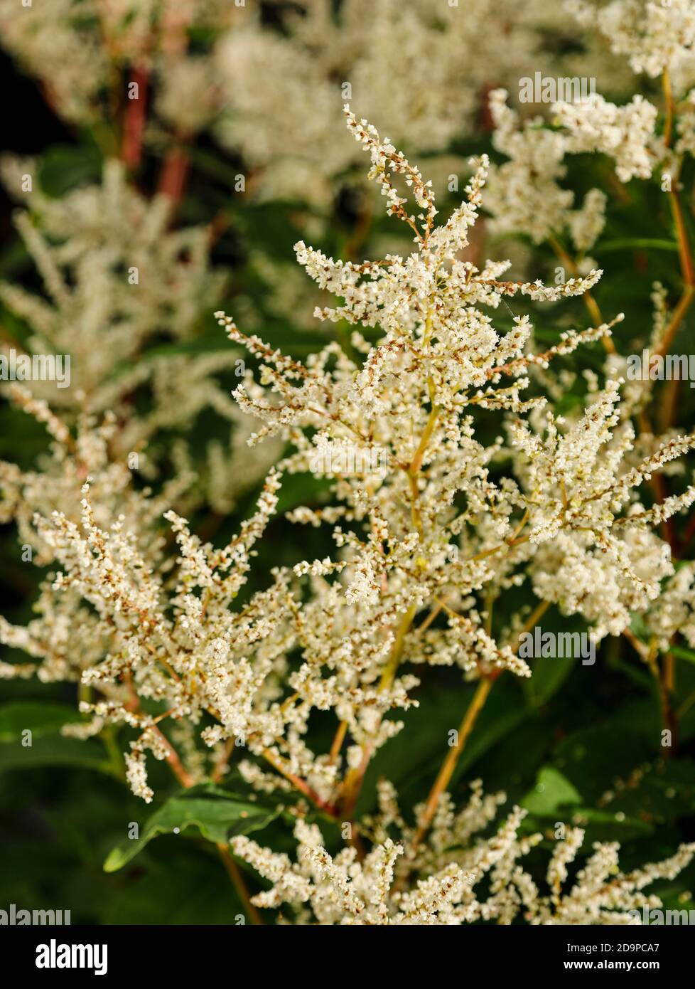 Blossom candles of the knotweed Stock Photo