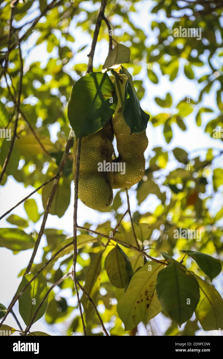 Artocarpus integer, commonly known as chempedak or cempedak is a species of tree in the family Moraceae, and in the same genus as breadfruit and jackf Stock Photo