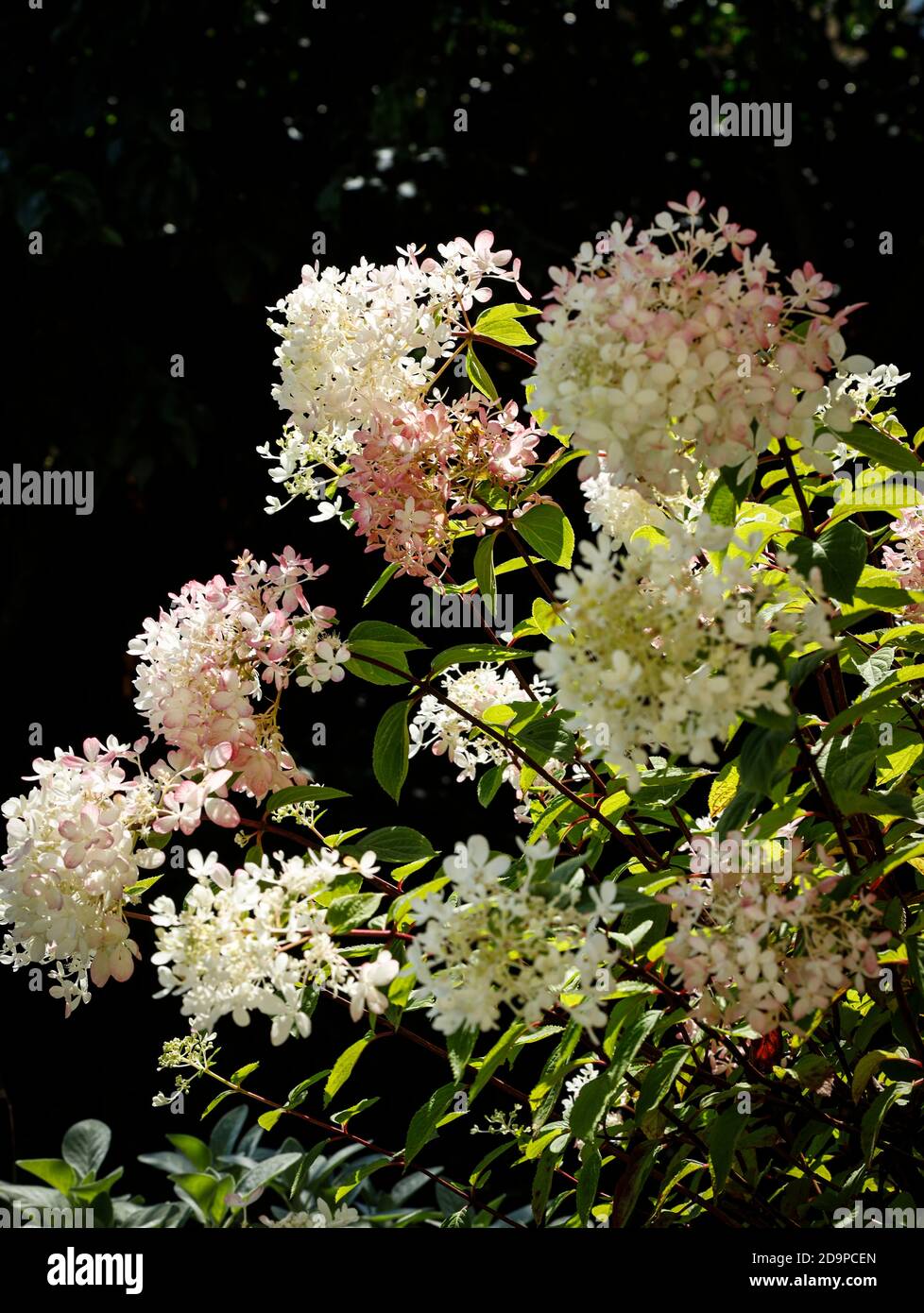 White and pink panicle hydrangeas Stock Photo - Alamy