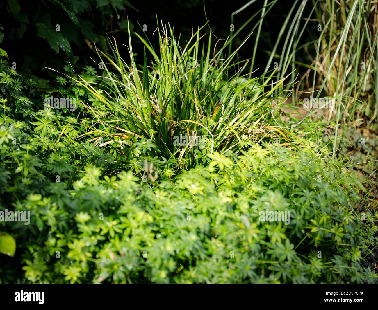 Woodruff and sedge in the bed Stock Photo