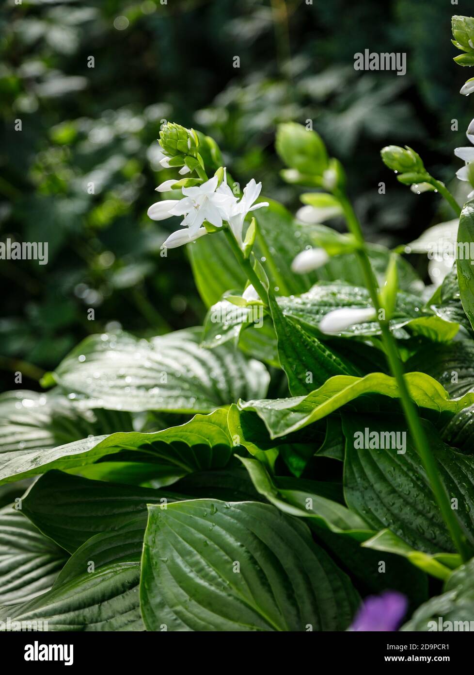Funkia with white flowers Stock Photo