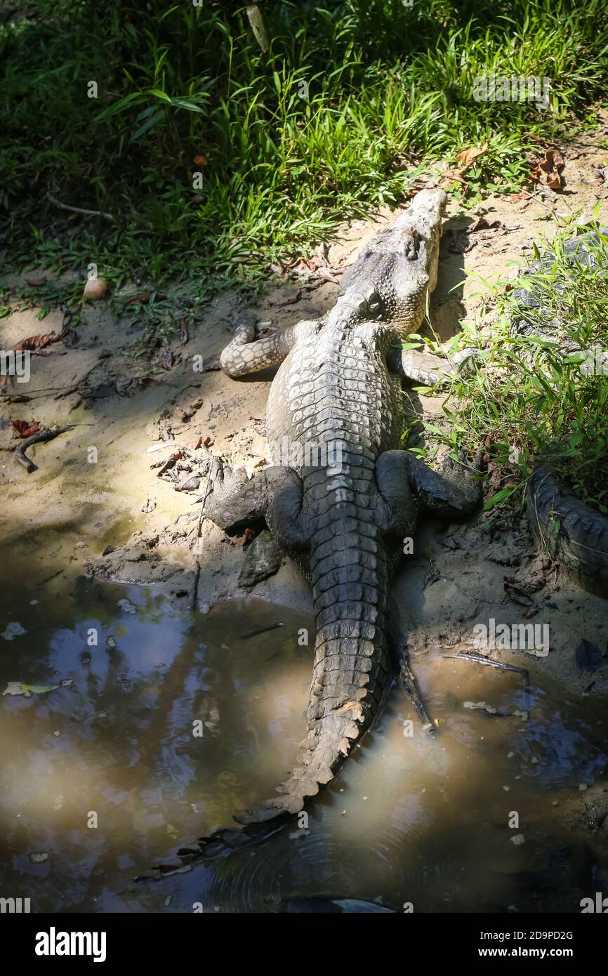 Crocodile farm kuching