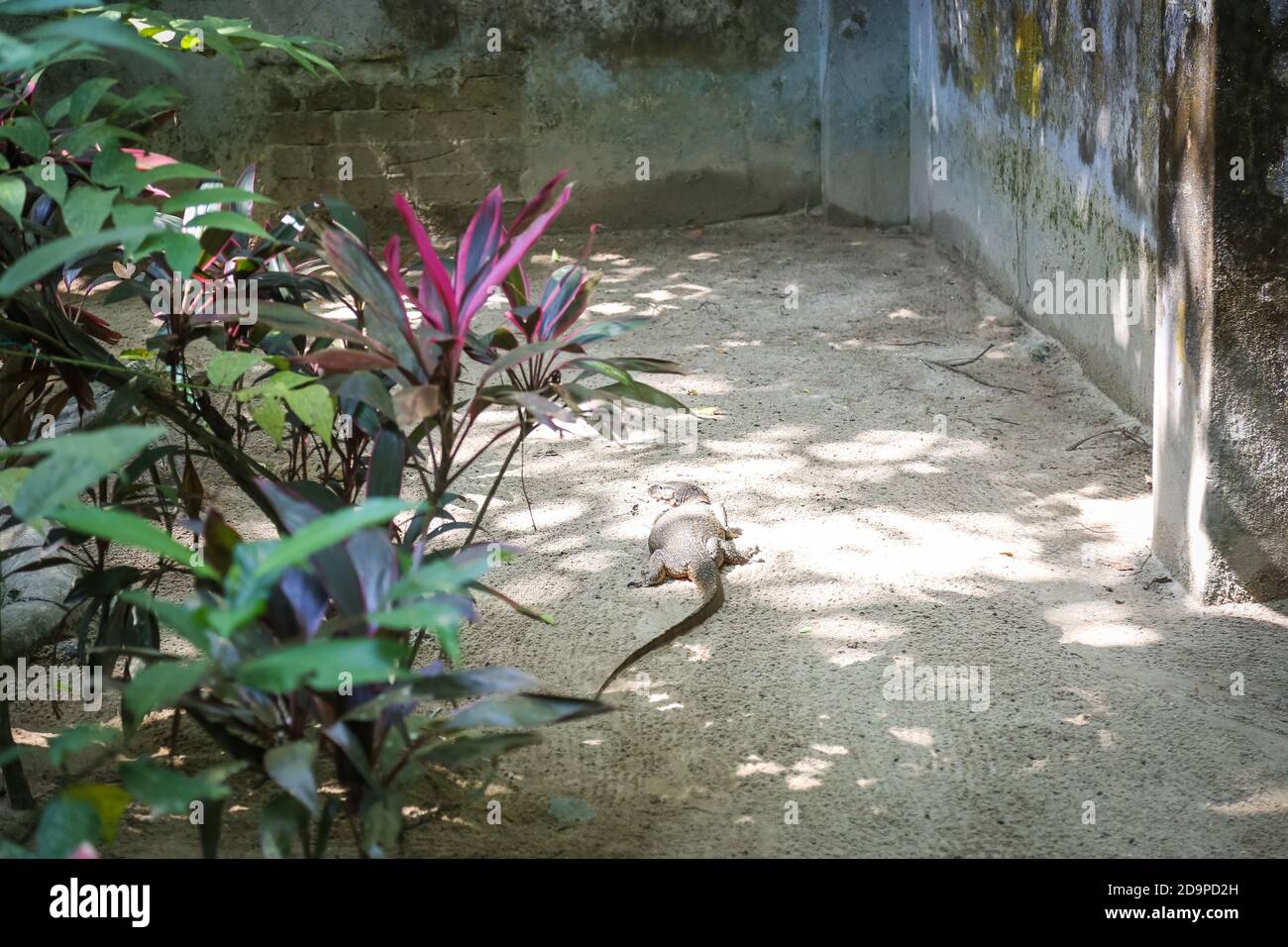 Komodo dragon in natural habitat. Biggest living lizard in the world