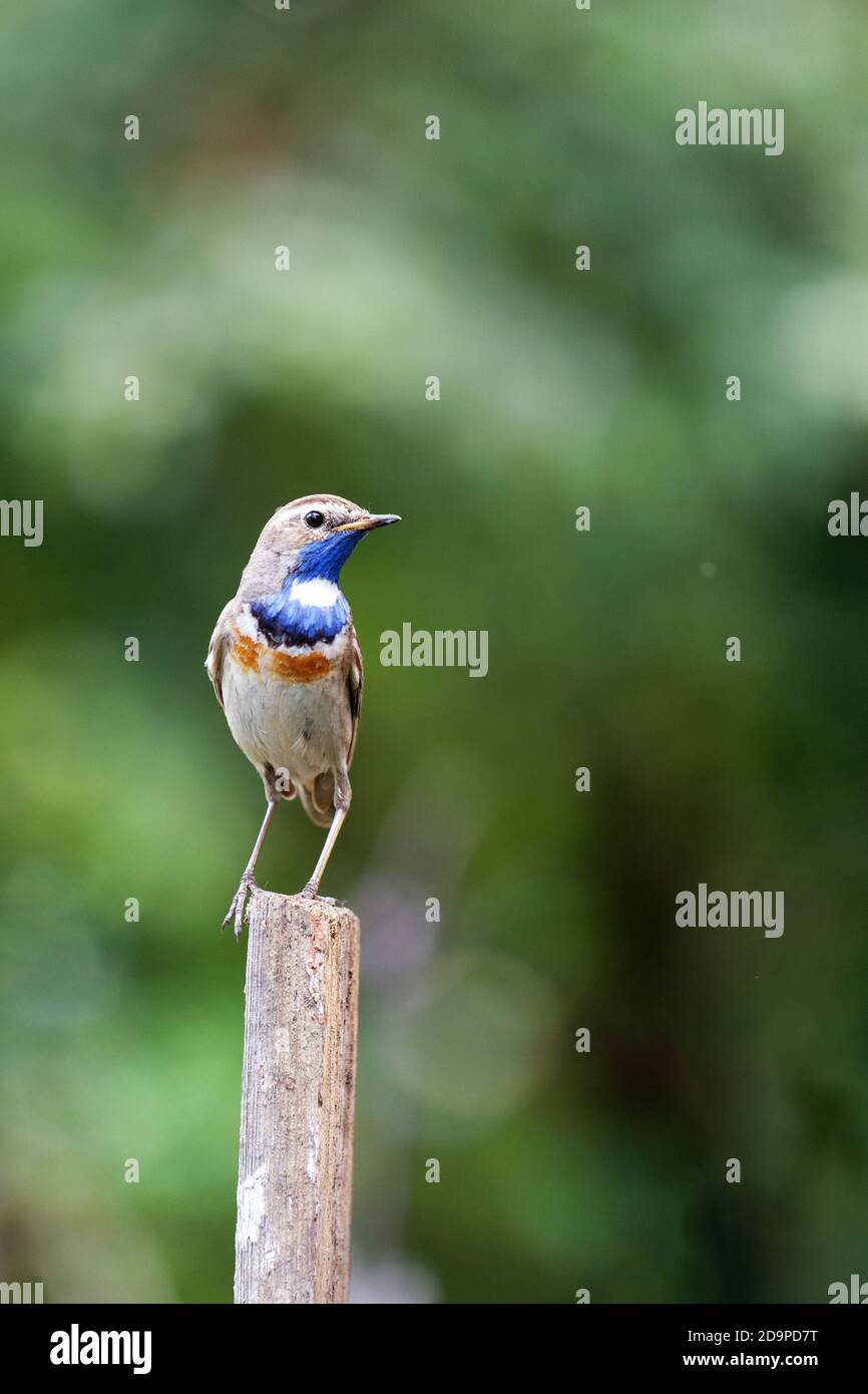 Little bird  bluethroat (Luscinia svecica cyanecula) on a wooden fence pillar against green blurred nature background Stock Photo