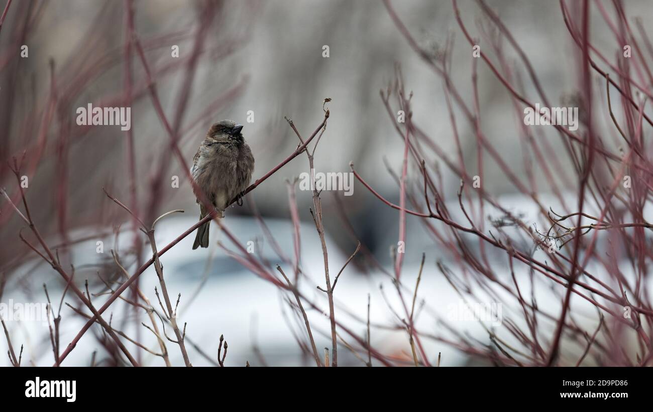 A lone sparrow sits on a tree branch against blurred background Stock Photo