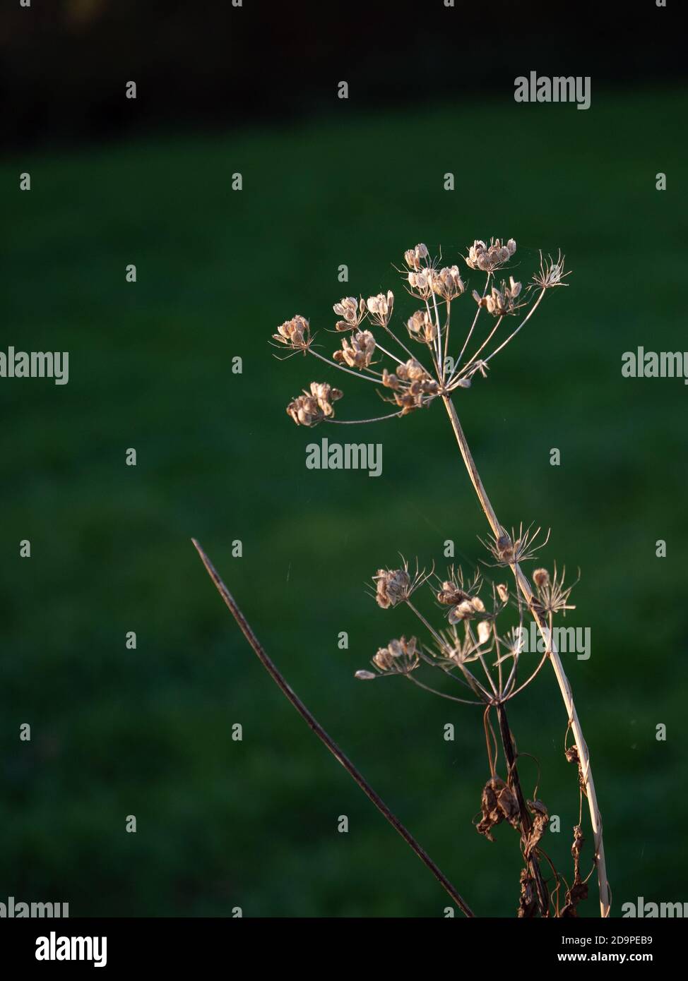 Autumn sunlit Common cowparsnip, Heracleum sphondylium showing seed pods. Stock Photo