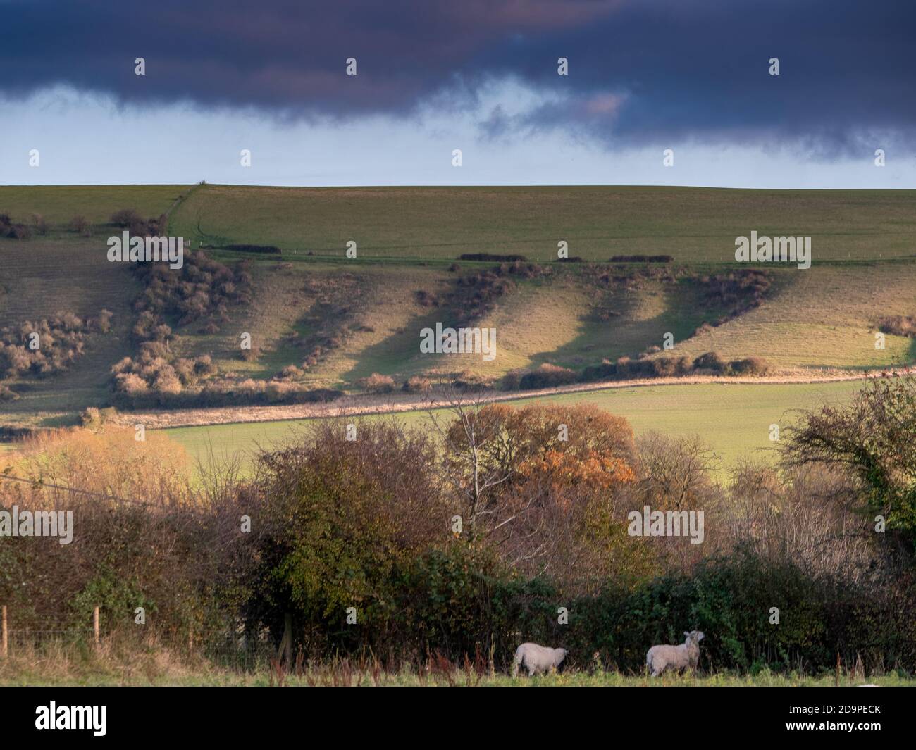 An Autumn, sun lit scene with sheep under darkening clouds near Westbury and Warminster in Wiltshire, England. Stock Photo