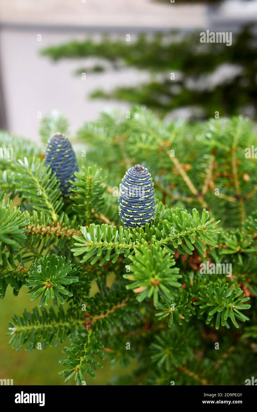 Abies balsamea branch close up with cones Stock Photo