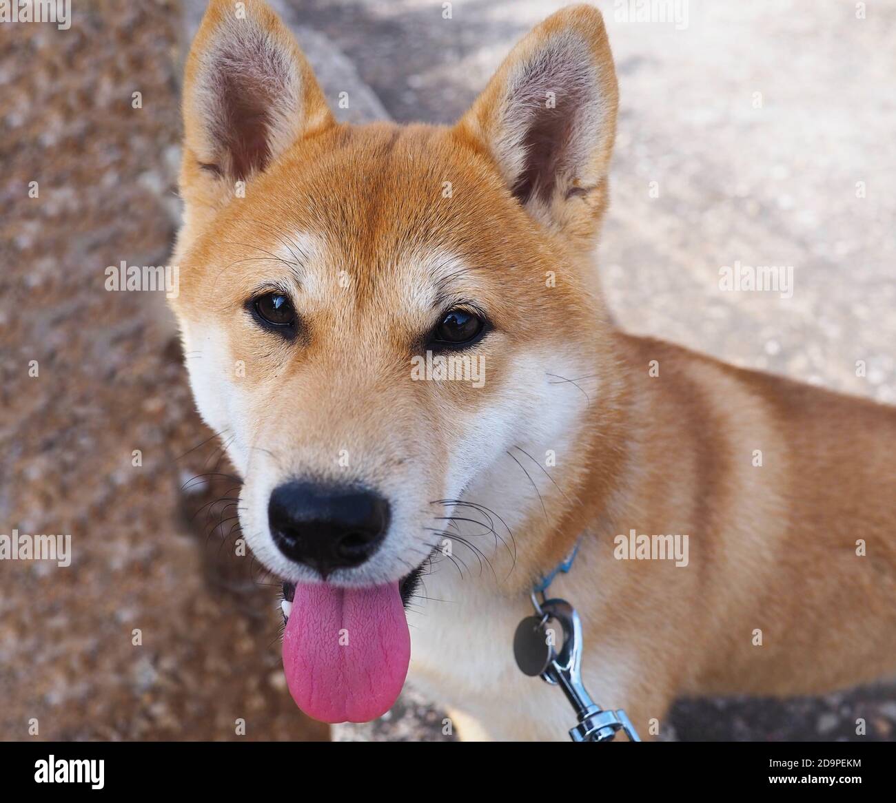 Shiba Inu puppy looks like a little fox Stock Photo - Alamy