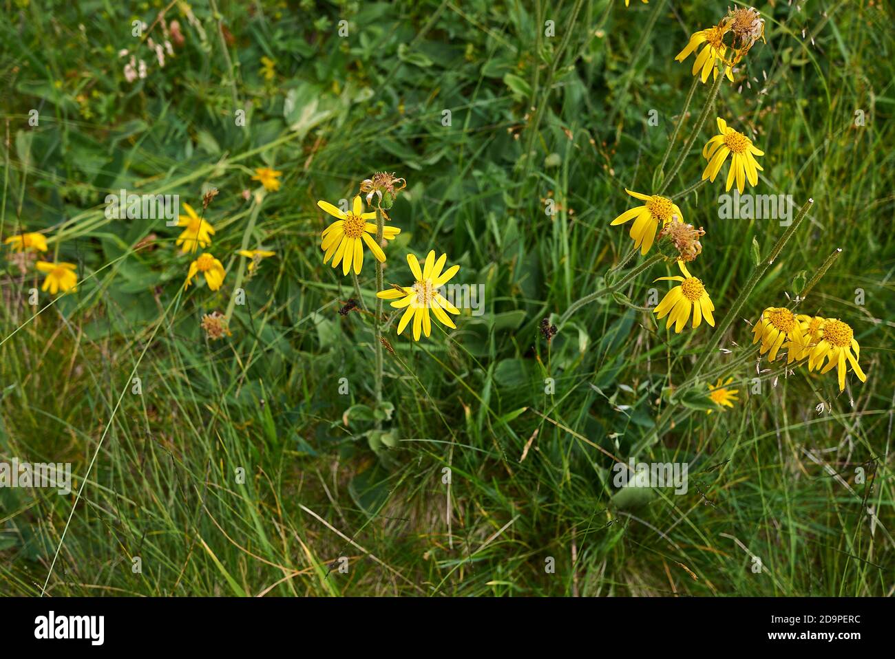 Arnica montana yellow flowers and fresh leaves Stock Photo Alamy