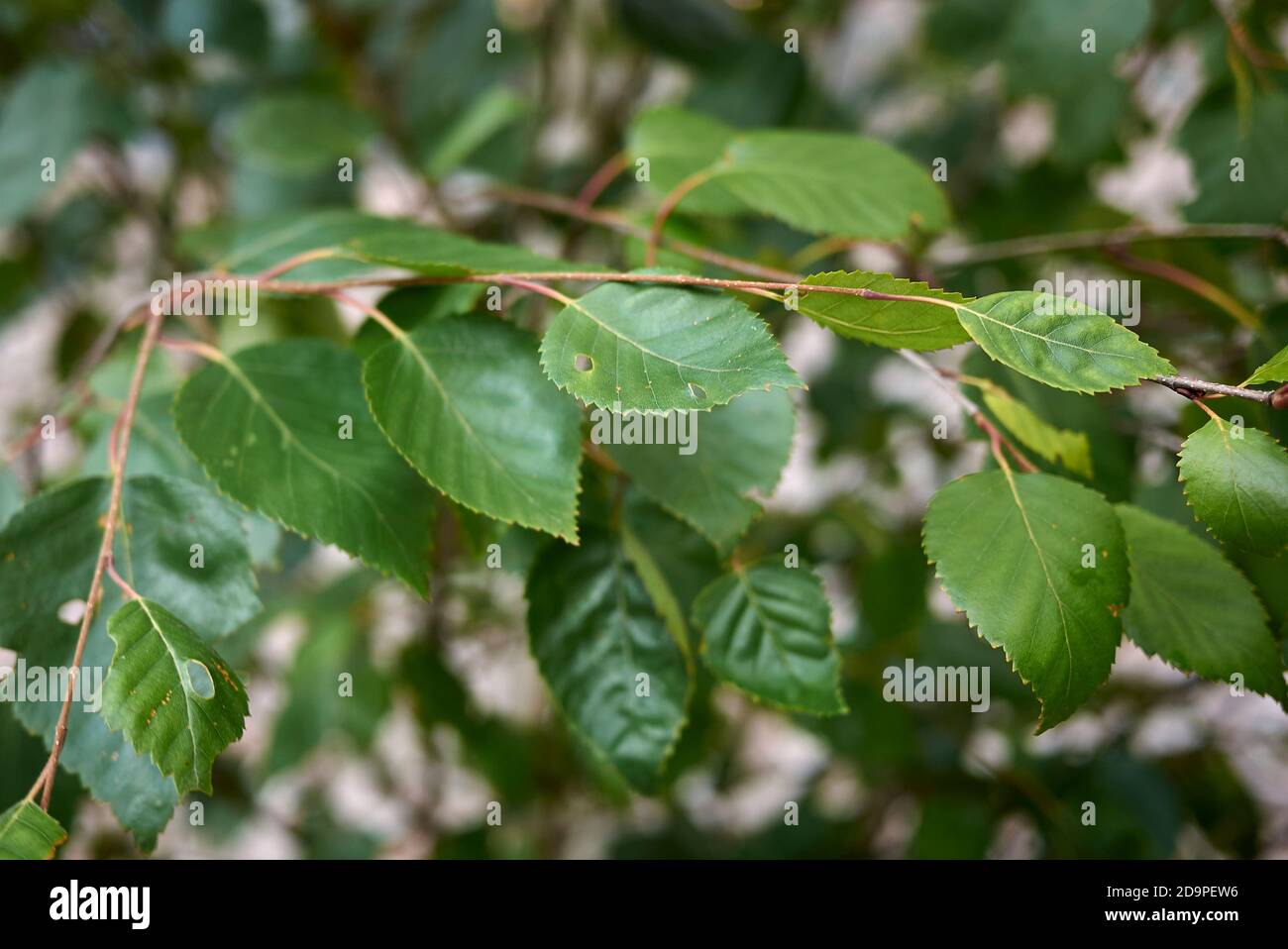 Betula pubescens inflorescence close up Stock Photo