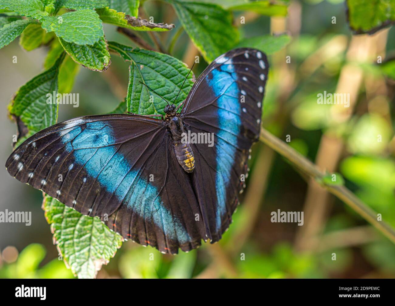 morpho butterflies comprise many species of Neotropical butterfly under the genus Morpho Stock Photo