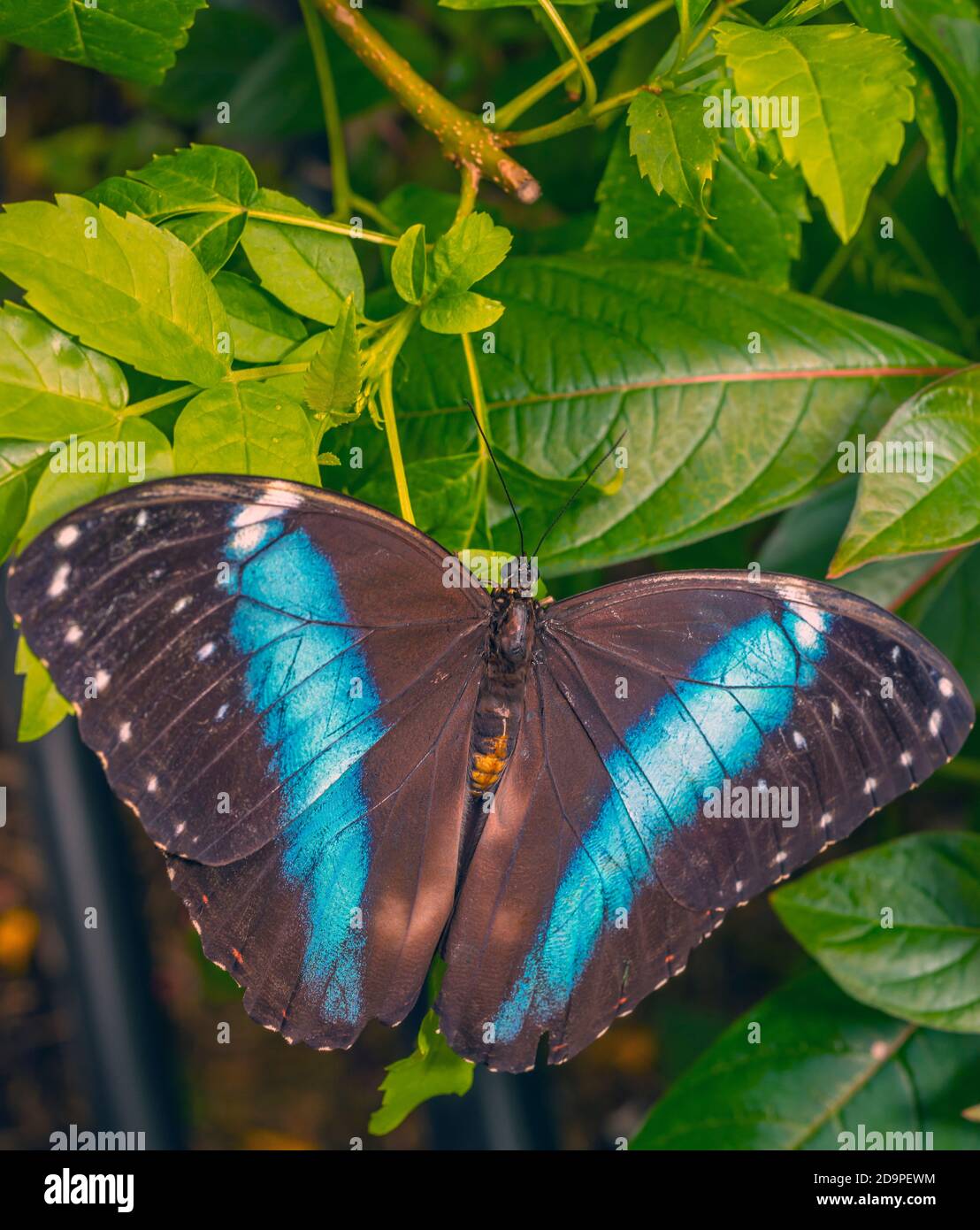 Butterflies of the Afrotropical アフリカ地区蝶 Butterflies of the Afrotropical Region, Part 1: Papilionidae